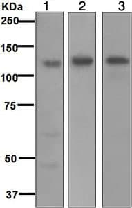 Anti-Integrin alpha 6 antibody [EPR5578] - BSA and Azide free(AB248060)