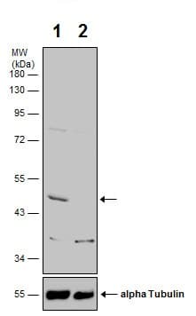 Anti-CNPase antibody(AB227218)