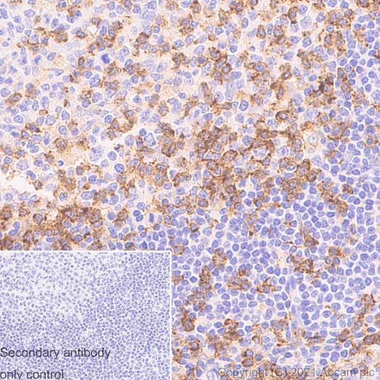 Anti-CD4 antibody [RM1013](AB288724)