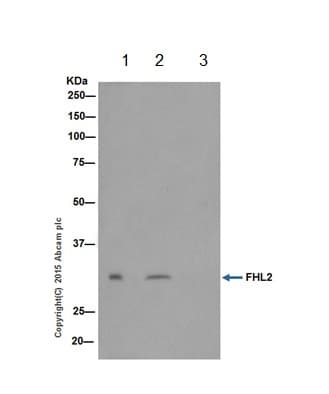 Fhl2 Antibody Epr17860 20 Ab202584  Immunoprecipitation Img688