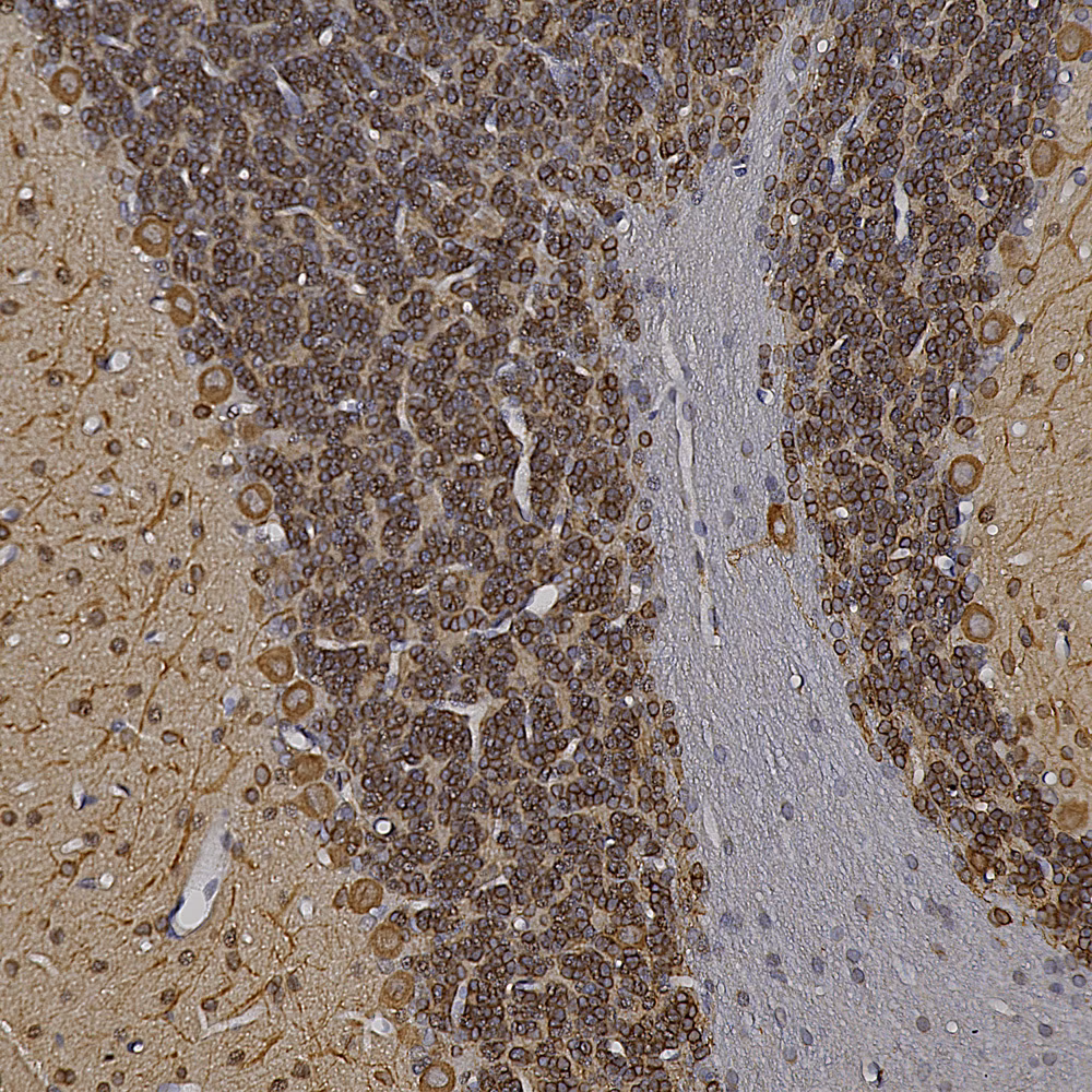 Chromogenic immunostaining of rat cerebellum section showing neuronal cells, specifically Purkinje cells and their dendrites in the molecular layer and granule neurons in the granular layer.