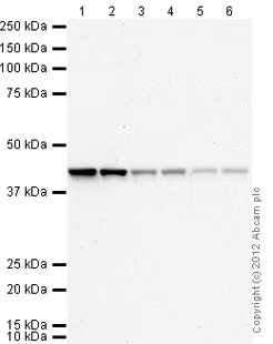 Western blot analysis of HeLa cell lysate using anti-beta Actin antibody and different dilutions of secondary antibody.