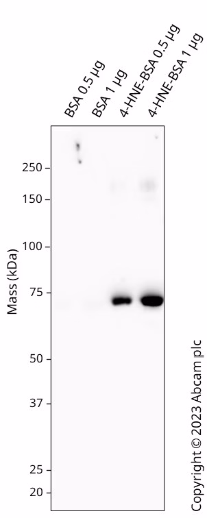 Western blot image showing specific binding of Anti-4-Hydroxynonenal antibody (ab48506) to 4-HNE protein at 66 kDa.