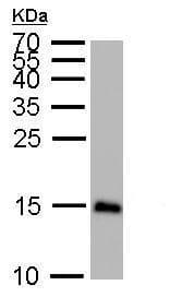 Anti-LC3B antibody - N-terminal(AB229327)