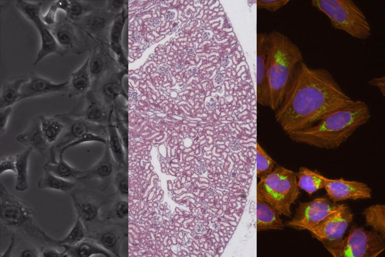 Mateo Multi Modal Imaging