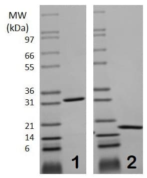 Recombinant mouse M-CSF protein(AB129146)