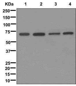 Grasp65 Antibody Epr12439 Bsa And Azide Free Ab249824  Western Blot Img57322