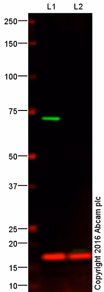Western blot of HAP1 nuclear lysates probed with anti-Lamin B1 antibody (ab16048) showing a band at 68 kDa in wild-type samples but not in Lamin B1 knockout samples.