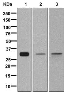 Anti-MLF2 antibody [EPR10245(2)] - C-terminal(AB180184)