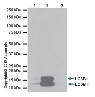 Anti-LC3B antibody [EPR18709] - Autophagosome Marker(AB192890)