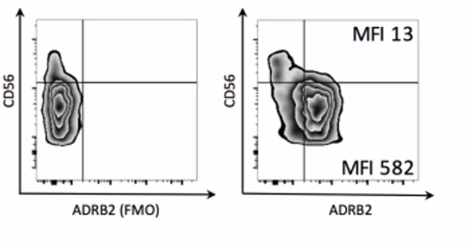 PE/R-phycoerythrin conjugation kit for labeling ADRB2 antibody to assess epinephrine receptor on CD3- CD56+ lymphocytes by flow cytometry.