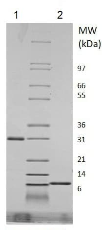 Recombinant Mouse RELM Gamma protein (Animal Free) (Animal Free)(AB219127)