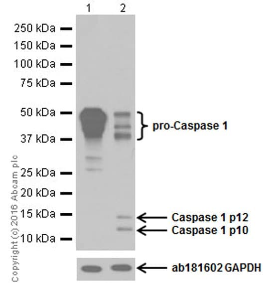 Anti-pro Caspase-1 + p10 + p12 antibody [EPR16883](AB179515)