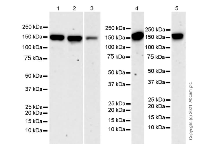 Anti-LRPPRC/GP130 antibody [EPR24052-38](AB259927)