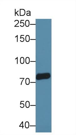 Trpv3 Antibody Ab231150  Western Blot Img41347