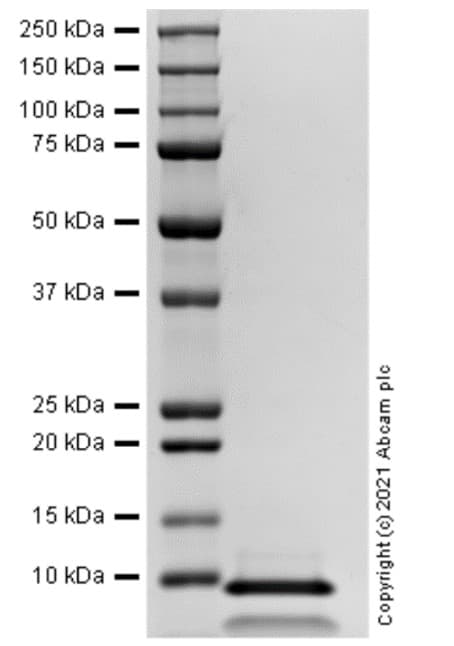 Recombinant Human IGF2 protein (Active)(AB283420)