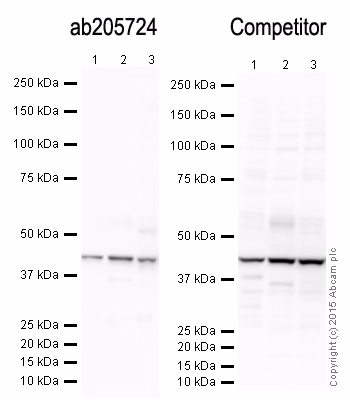 Western blot of beta-actin in human, mouse, and rat liver tissue lysates.