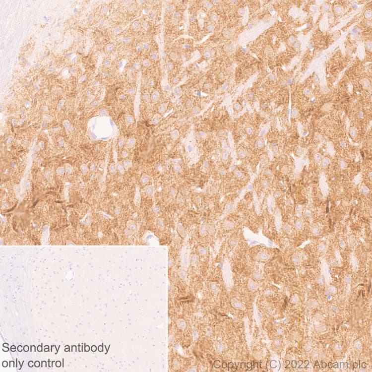 Anti-GABRD antibody [EPR25324-253](AB300348)