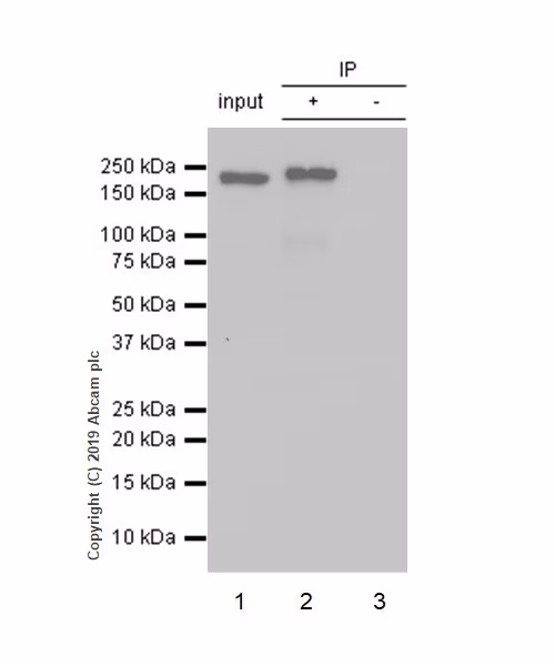 Western blot analysis of BRG1 immunoprecipitation in HeLa cell lysate.