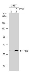 Pkm Antibody Ab137852  Western Blot Img449705
