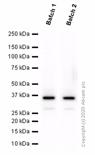 Western blot - Anti-Olig2 antibody [EPR2673] (ab109186), 15 µg mouse brain lysate, 32 kDa band.