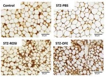 Antigen Retrieval Buffer (100X EDTA Buffer, pH 8.0)(AB93680)