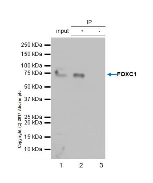 Anti-FOXC1 antibody [EPR20685](ab227977)