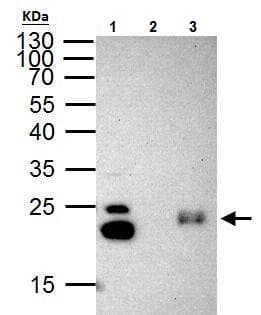 Anti-HP1 gamma/CBX3 antibody(AB227478)
