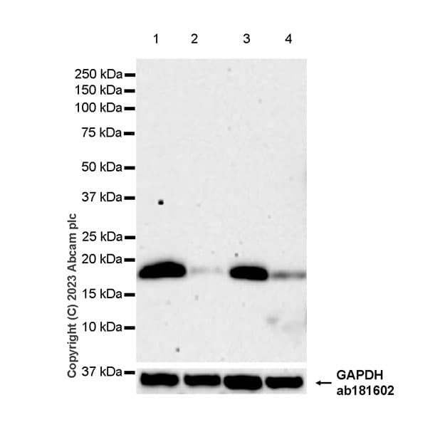 Rnf5 Ng2 Antibody Epr27133 30 Bsa And Azide Free Ab308067  Western Blot Img408773