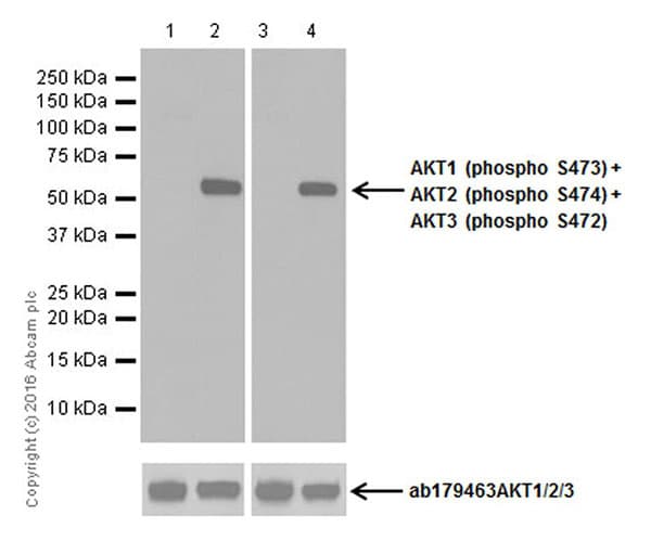 Akt1 Ps473 Akt2 Ps474 Akt3 Ps472 Antibody Epr18853 Ab192623  Western Blot Img19130