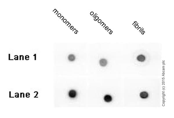 Anti-beta Amyloid 1-42 antibody [mOC98] - BSA and Azide free(AB240360)