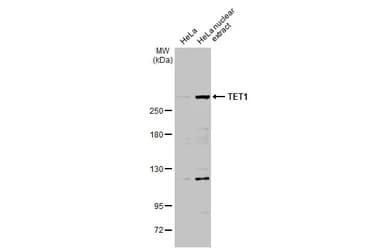 Anti-TET1 antibody(AB272900)