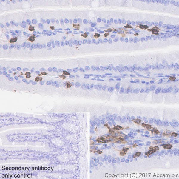 Immunohistochemical staining of mouse colon tissue labeling CD8 alpha with ab217344.