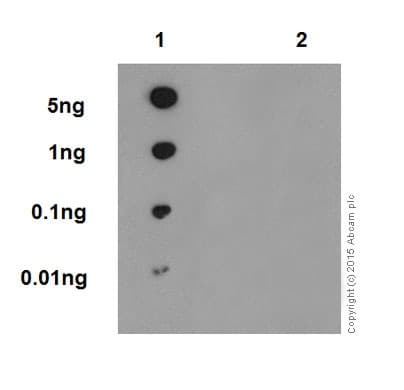 P53 Phospho S37 Antibody Epr17353 Ab182164  Dot Blot Img4540