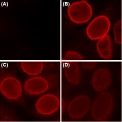 Anti-Nuclear Pore Complex Proteins antibody [Mab414](AB24609)