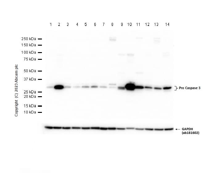 Anti-Caspase-3 antibody [EPR18297](AB184787)