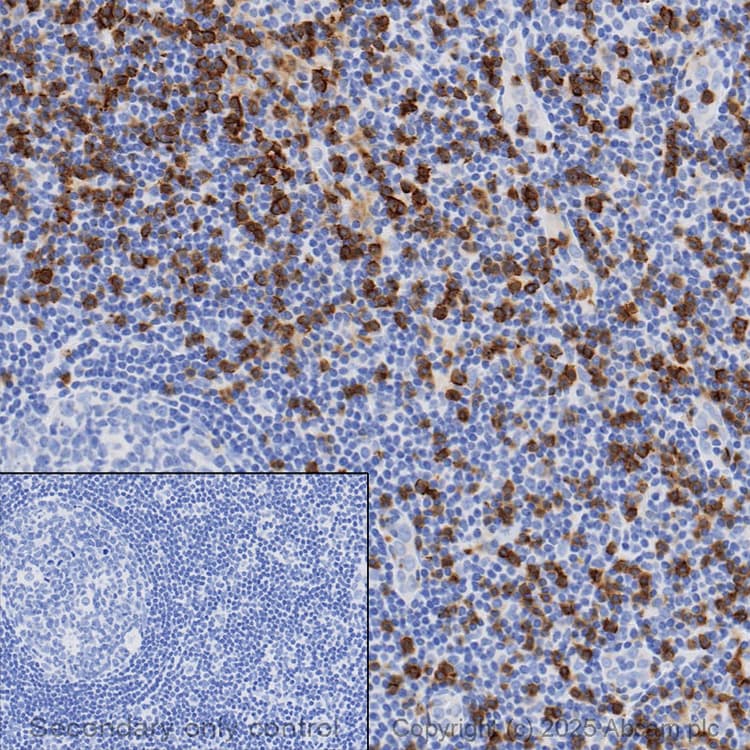 Anti-CD8 alpha antibody [SP16](AB101500)