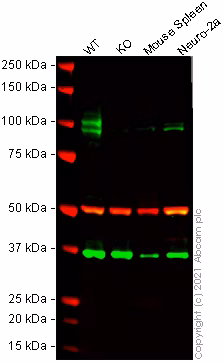 Western blot showing anti-CD68 antibody staining at 0.2 µg/mL in wild-type and CD68 knockout RAW 264.7 cell lysates.