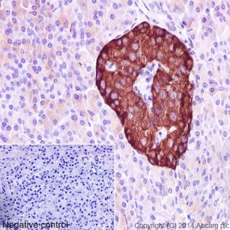 Synaptic Marker (Synaptophysin, Synapsin1, PSD95, VAMP2) Antibody Sampler Panel - Human, Mouse(AB263463)