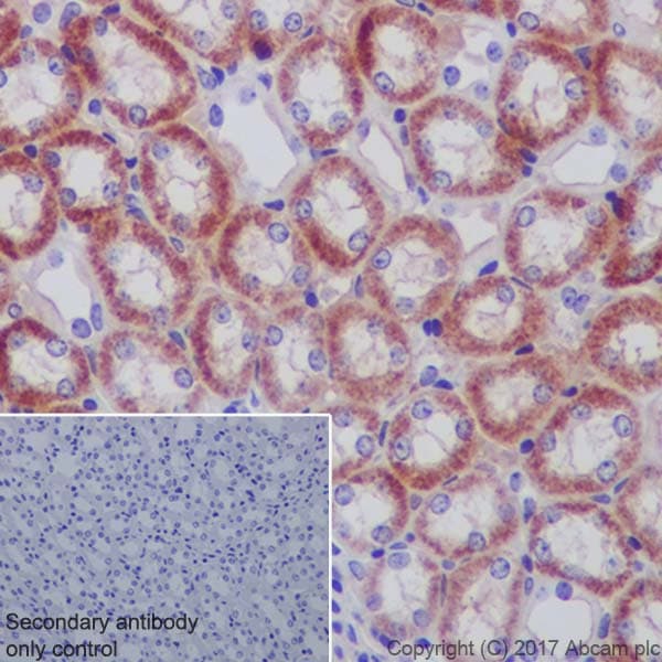 Ndufs4 Antibody Ep7832 Bsa And Azide Free Ab232337  Immunohistochemistry Formalin Pfa Fixed Paraffin Embedded Sections Img54336