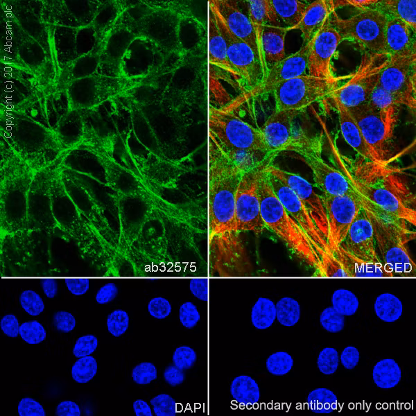 Immunocytochemistry/ Immunofluorescence - Goat Anti-Rabbit IgG H&L (Alexa Fluor® 488) (ab150077)