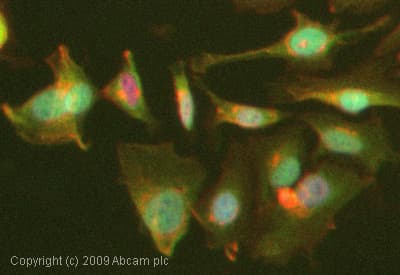 Anti-APC antibody [CC-1](AB16794)
