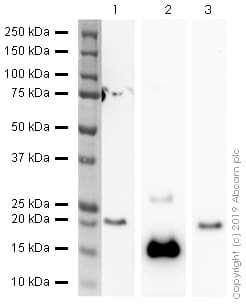 HRP Anti-6X His tag® antibody [EPR20547](AB237339)
