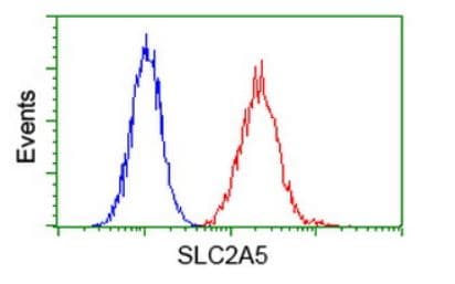 Anti-GLUT5 antibody [OTI20E1](AB279363)