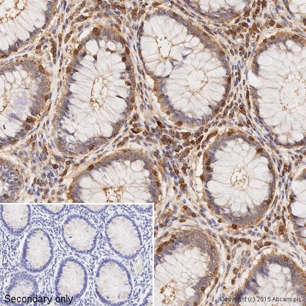 Anti-beta Actin antibody [mAbcam 8224] - Loading Control(AB8224)