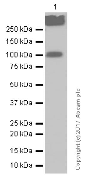 Anti-ATG9A antibody [EPR2450(2)](AB108338)