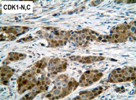 Cdk1 Antibody A17 Ab18  Immunohistochemistry Formalin Pfa Fixed Paraffin Embedded Sections Img99721