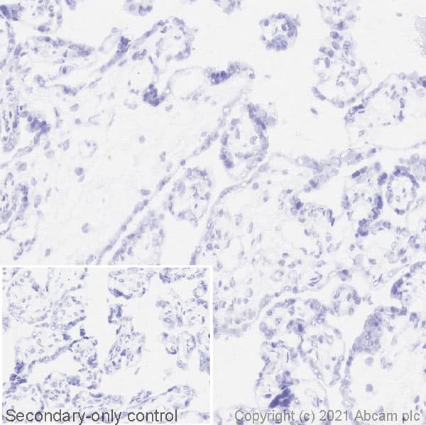 Anti-ICOS antibody [SP98](AB105227)