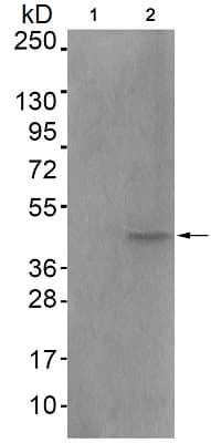 Anti-c-Fos (phospho T232) antibody(AB193365)