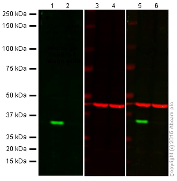 Anti-Cdk4 antibody [EPR4513-32-7](AB108357)